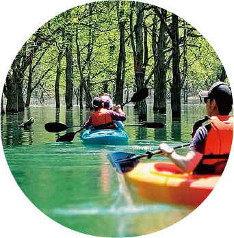 水没林でカヌーをする様子